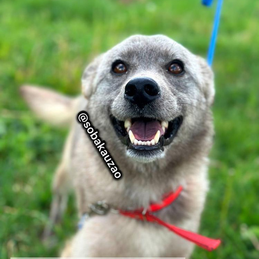 Изображение питомца