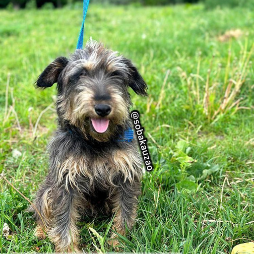 Изображение питомца