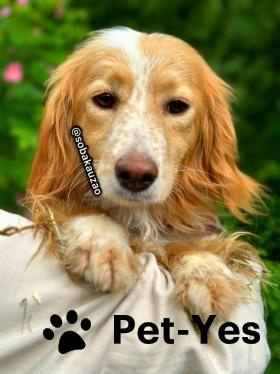 Изображение питомца