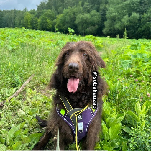 Изображение питомца