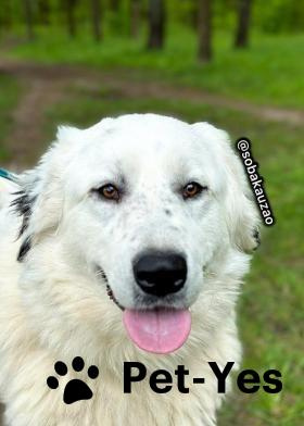 Изображение питомца