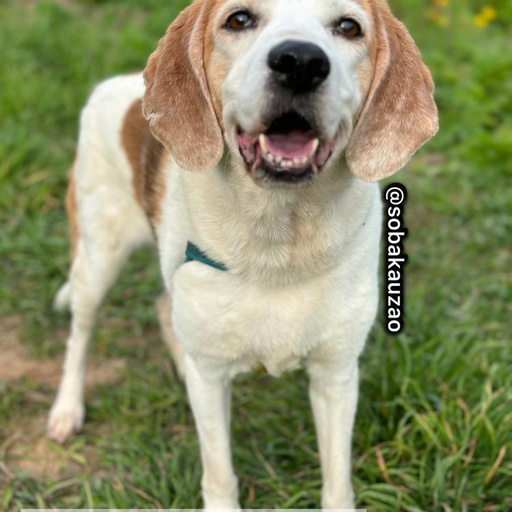 Изображение питомца