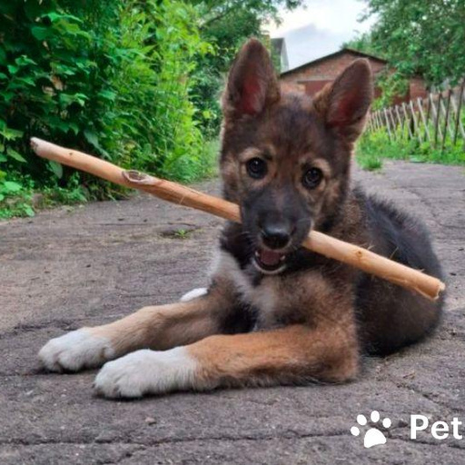 Изображение питомца