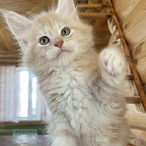 Изображение питомца