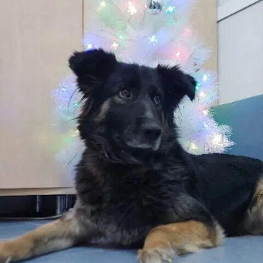 Изображение питомца
