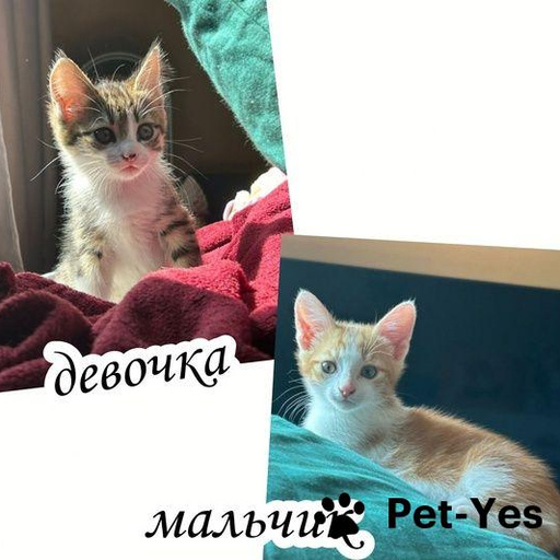 Изображение питомца