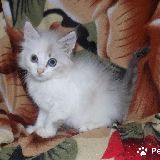 Изображение питомца