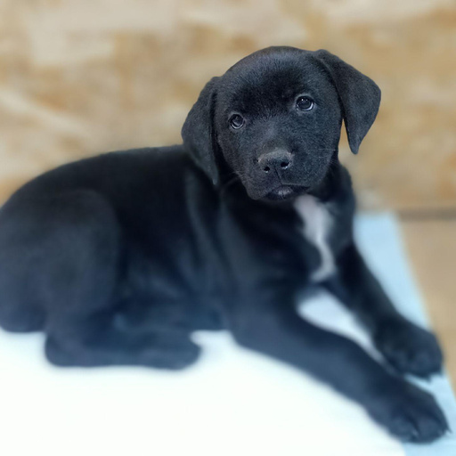 Изображение питомца