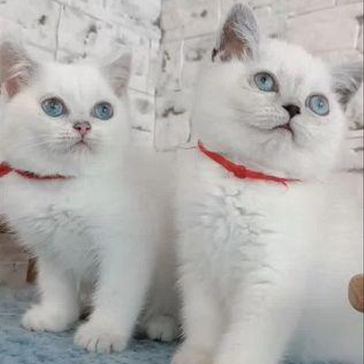 Изображение питомца
