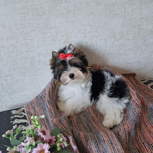 Изображение питомца