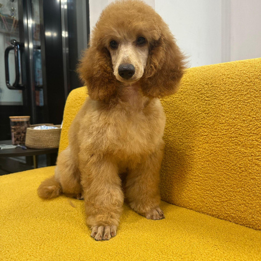 Изображение питомца