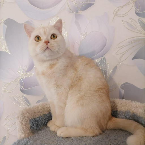 Изображение питомца