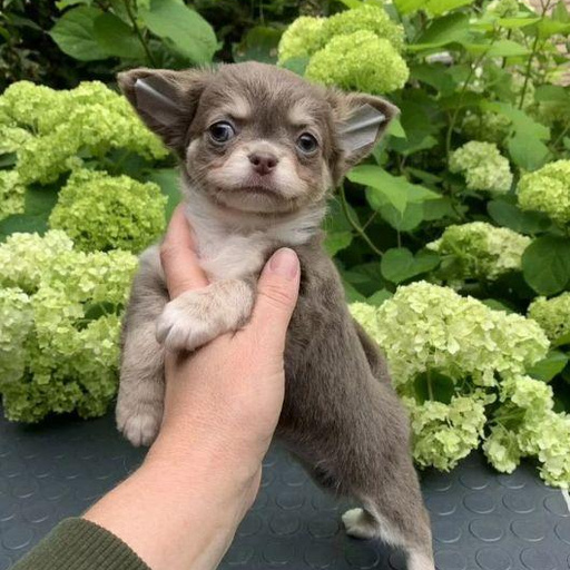 Изображение питомца