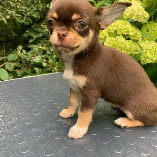 Изображение питомца