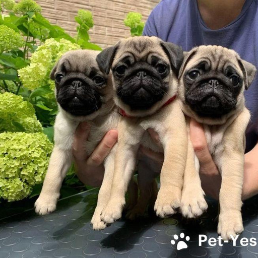 Изображение питомца