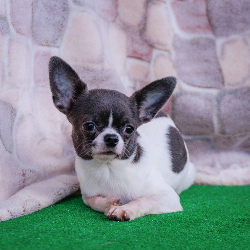 Изображение питомца