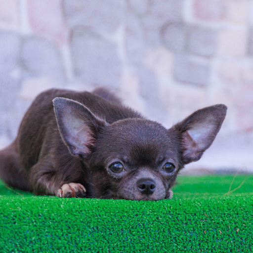 Изображение питомца