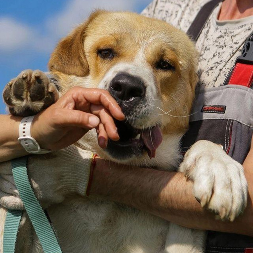 Изображение питомца