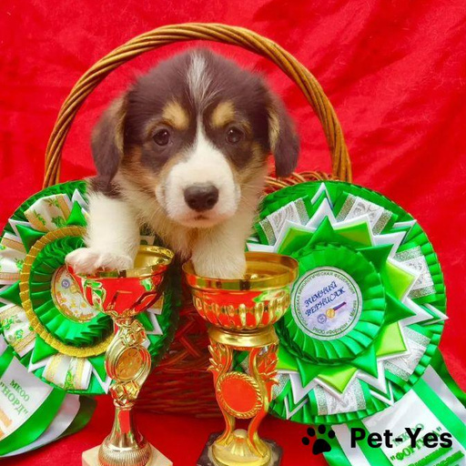 Изображение питомца