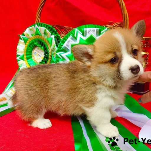 Изображение питомца