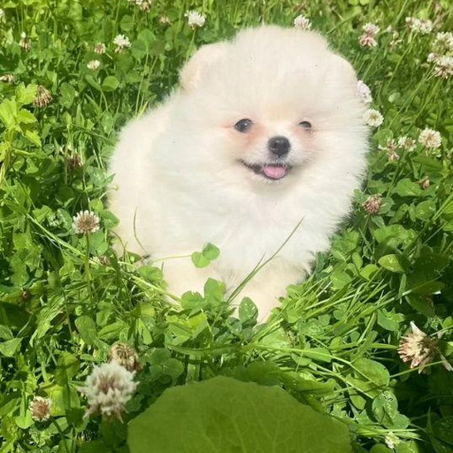 Изображение питомца