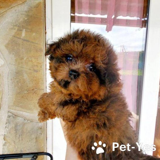 Изображение питомца