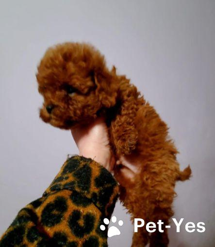 Изображение питомца