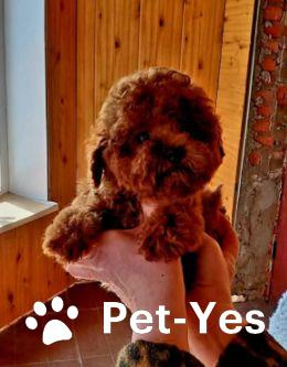 Изображение питомца