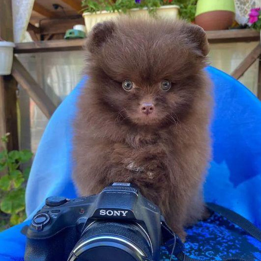 Изображение питомца