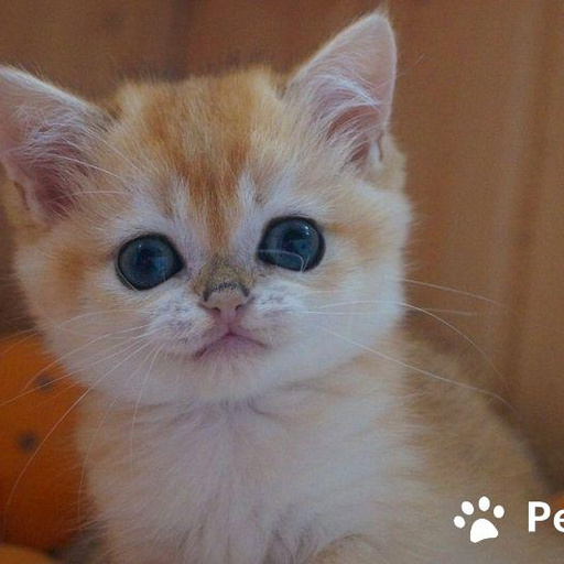 Изображение питомца