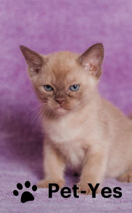 Изображение питомца