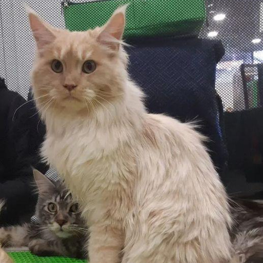 Изображение питомца