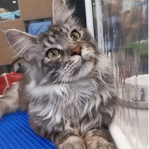 Изображение питомца