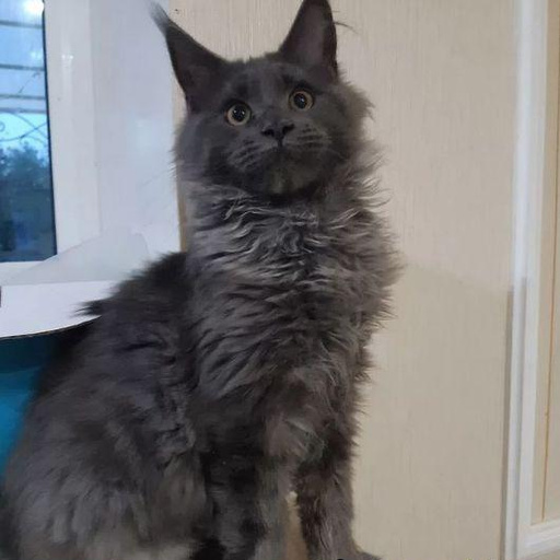 Изображение питомца