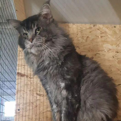 Изображение питомца