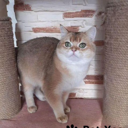 Изображение питомца