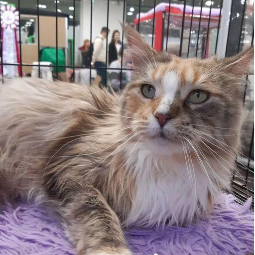 Изображение питомца