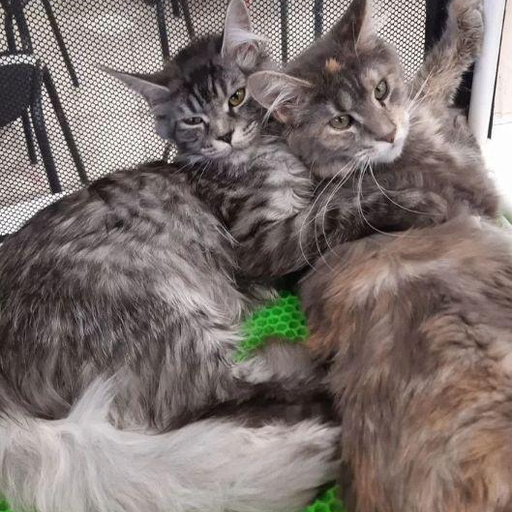 Изображение питомца