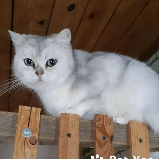 Изображение питомца