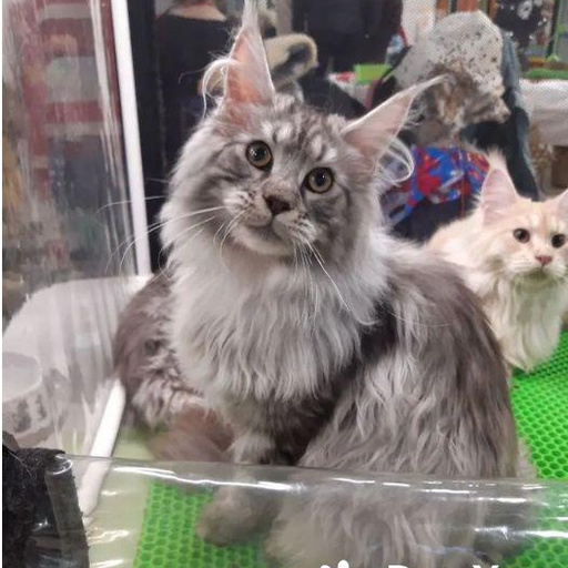 Изображение питомца