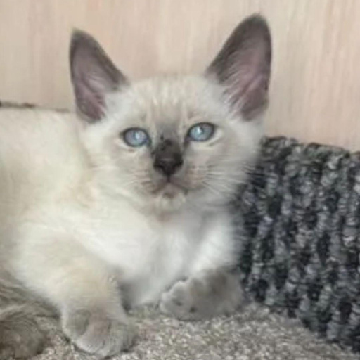 Изображение питомца