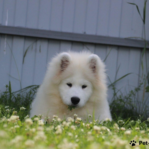 Изображение питомца