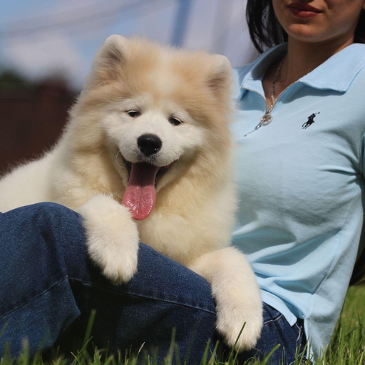 Изображение питомца