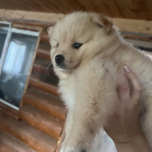 Изображение питомца