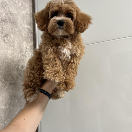 Изображение питомца