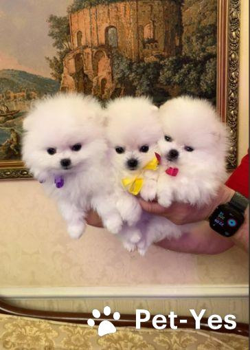 Изображение питомца