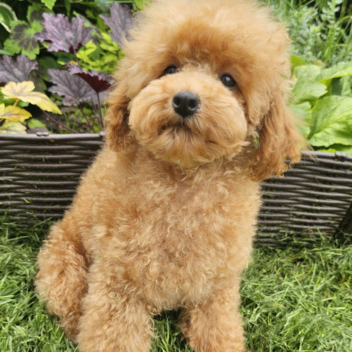 Изображение питомца