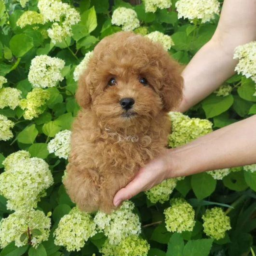 Изображение питомца