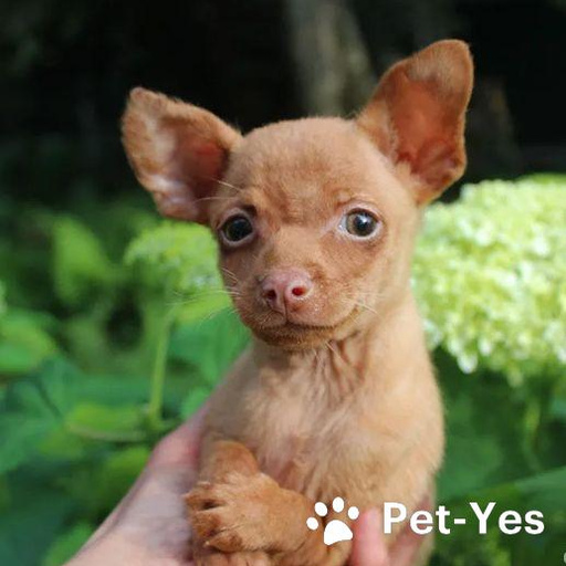 Изображение питомца