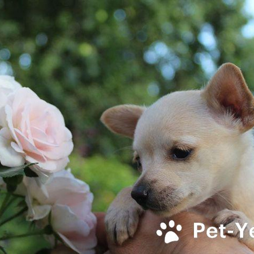 Изображение питомца